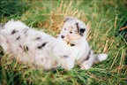 Shelties-Puppies-Grazel-11