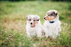 Shelties-Puppies-Grazel-16