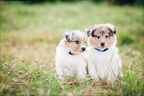 Shelties-Puppies-Grazel-17