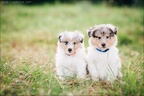Shelties-Puppies-Grazel-18